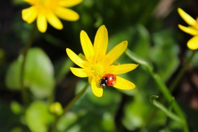 flowering plant