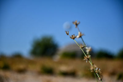 Close-up of wilted plant on field against sky