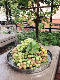 High angle view of fruits and plants in yard