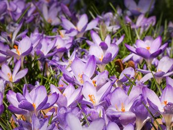 Close-up of purple crocus flowers