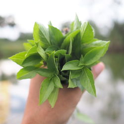 Close-up of hand holding leaves