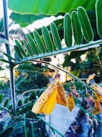 Close-up of yellow butterfly on plant