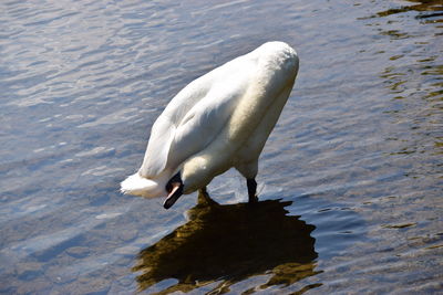 Swan swimming in lake