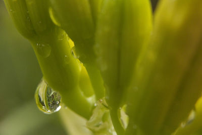 Close-up of water drops on flower