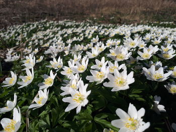 Close-up of white flowering plants on field