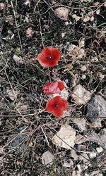 Close-up of fly agaric mushroom on field