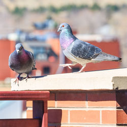 Pigeons on wall during sunny day