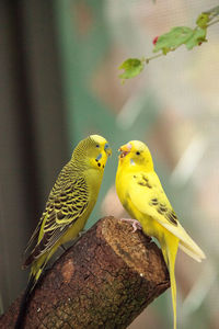 Courting budgerigar parakeet birds melopsittacus undulatus offer each other seed.