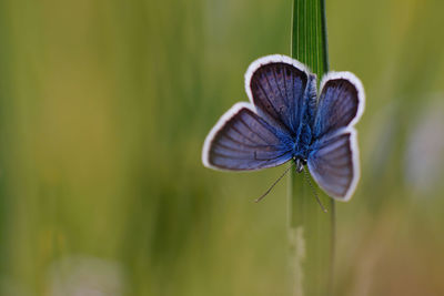 Close-up of butterfly on purple flower