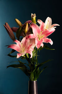 Close-up of pink orchid flowers