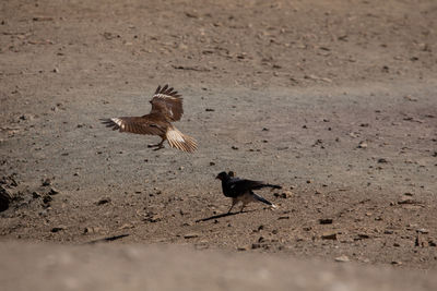 View of birds on the land