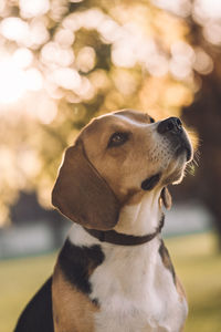 Close-up of a dog looking away