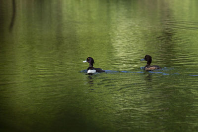 View of swans swimming in lake