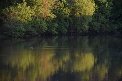 Scenic view of lake in forest