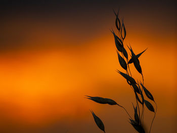 Close-up of silhouette plant against orange sky