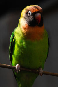 Close-up of parrot perching