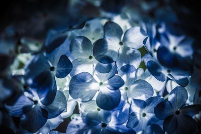 Close-up of blue hydrangea flowers