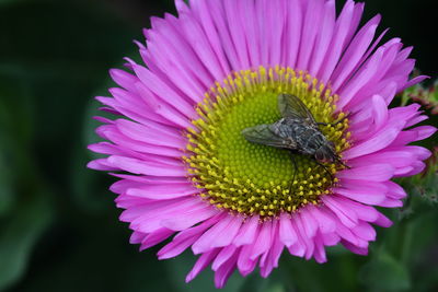 Erigeron pink jewel