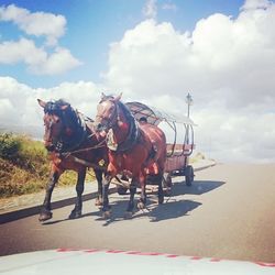 Horse cart against sky