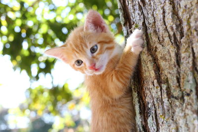 Portrait of cat on tree trunk