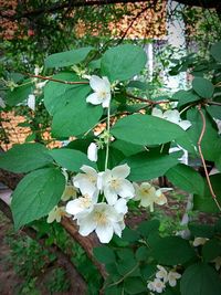 Close-up of flowers blooming on tree