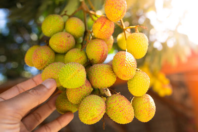 Close-up of hand holding fruits