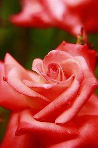 Close-up of red rose