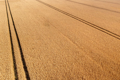 Aerial view of wheat field and tracks from tractor, agricultural texture, wheat farm from above