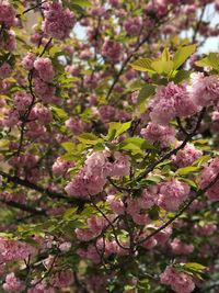 Close-up of pink flowers on tree