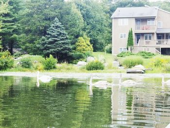 Reflection of trees and buildings on lake