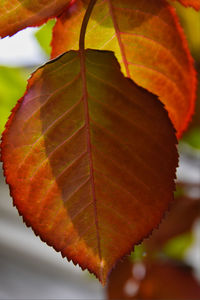 Close-up of maple leaf on leaves
