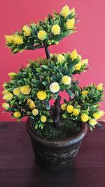 Close-up of potted plant on table