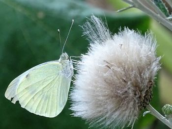 Close-up of insect on flower