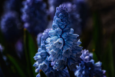 Close-up of purple flowering plant