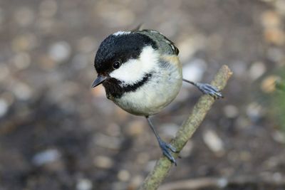 Close-up of bird against blurred background