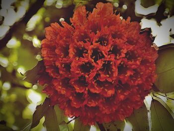 Close up of red flowers