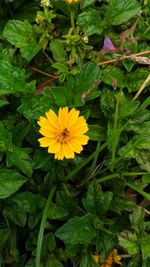 Close-up of yellow flowers