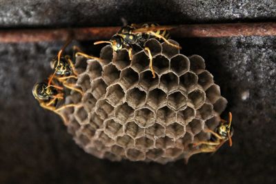 Close-up of bee on leaf