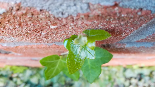 Close-up of plant