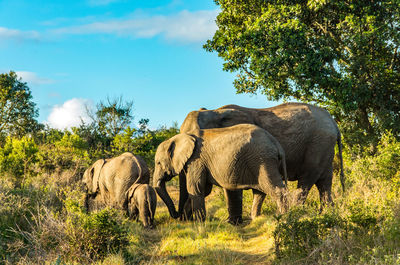 View of elephant in sunlight