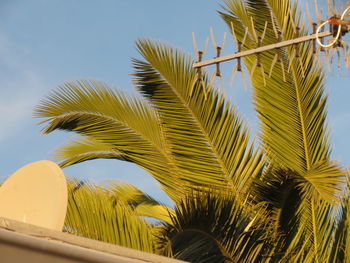 Low angle view of palm tree against clear sky