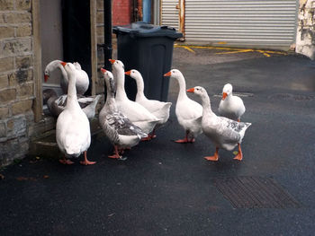 Geese in doorway