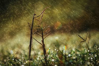 Close-up of wet plant on land