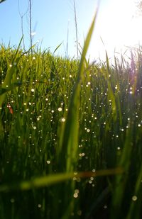 Close-up of crop in field