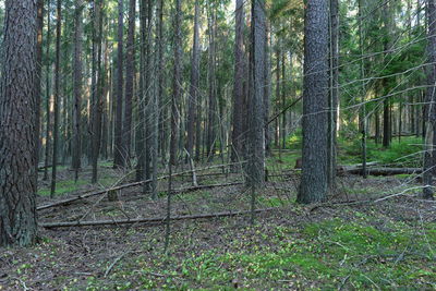 Trees growing in forest