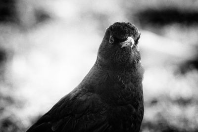 Close-up of a bird