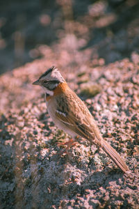 Close-up of bird perching