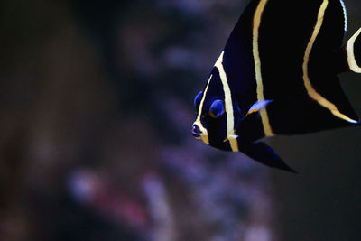 Close-up of fish swimming in aquarium