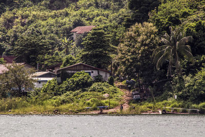 Trees and plants growing outside house by river in forest
