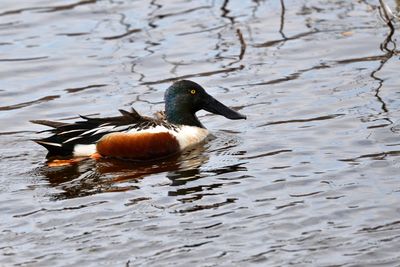 Duck swimming in lake